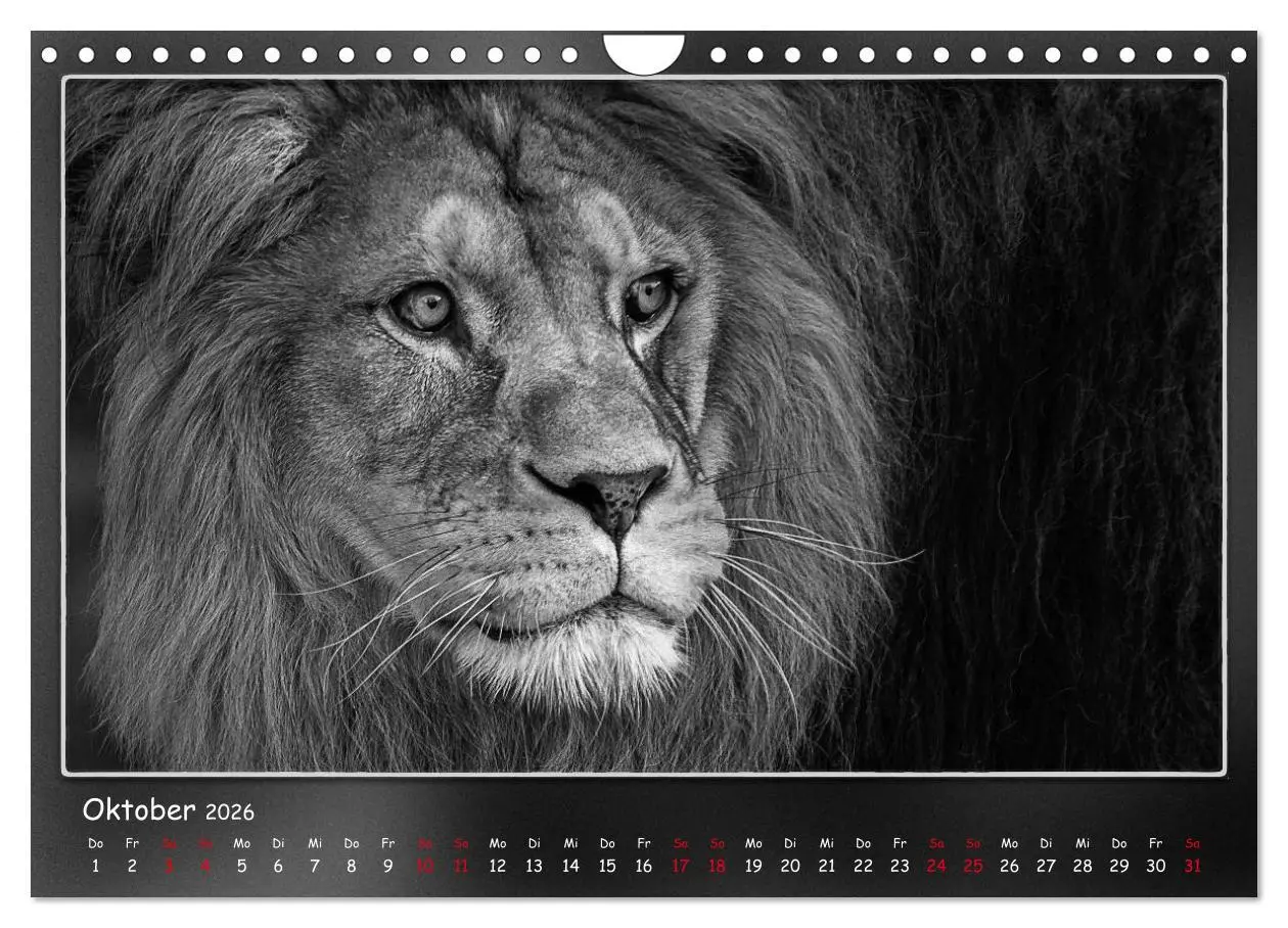 Bild: 9783457807460 | Tieren ins Gesicht geschaut (Wandkalender 2026 DIN A4 quer),...