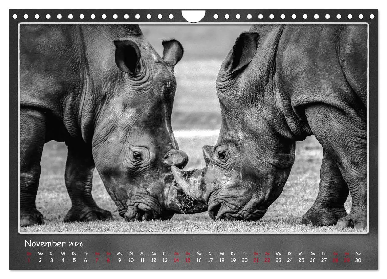 Bild: 9783457807460 | Tieren ins Gesicht geschaut (Wandkalender 2026 DIN A4 quer),...