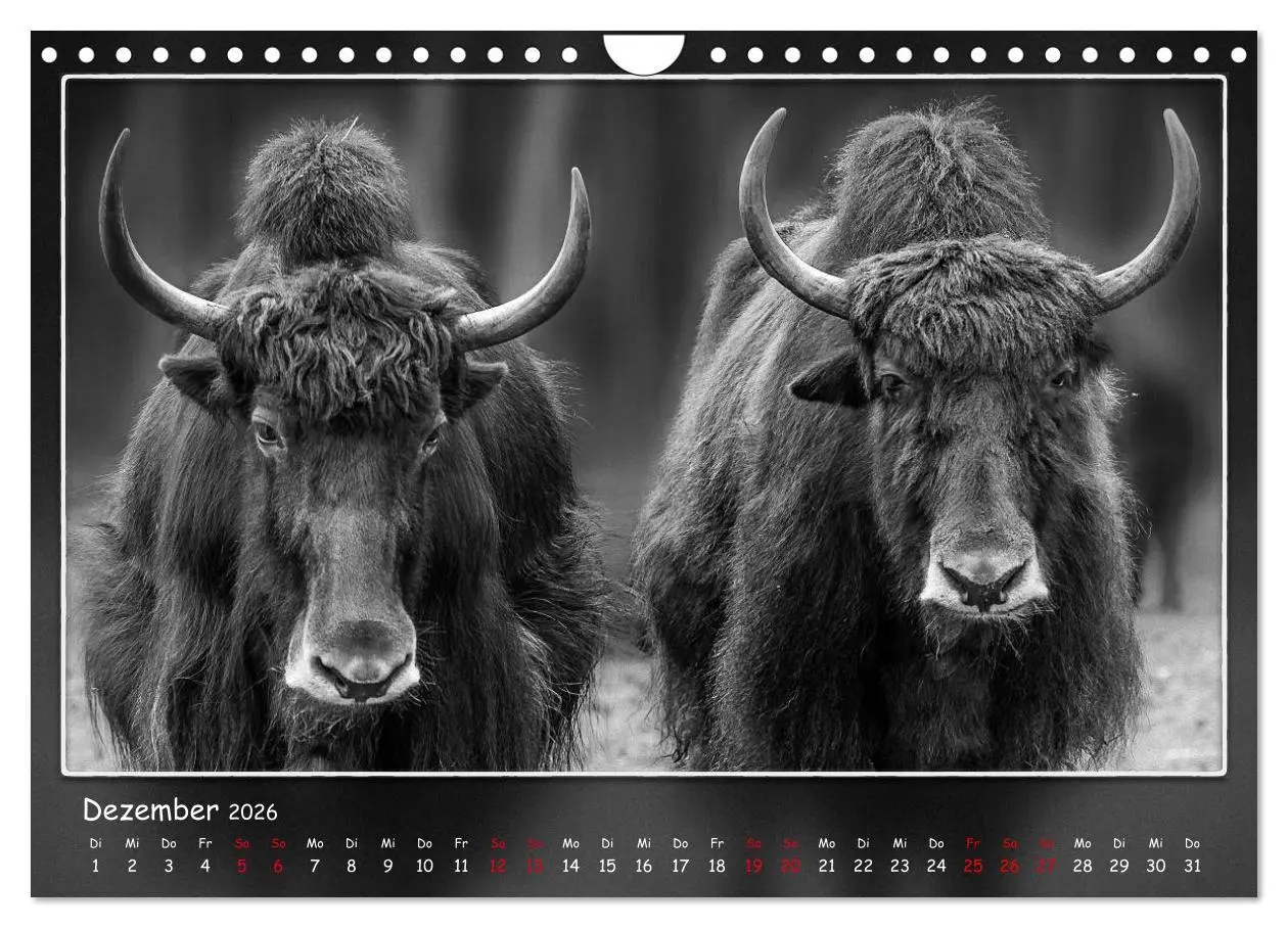 Bild: 9783457807460 | Tieren ins Gesicht geschaut (Wandkalender 2026 DIN A4 quer),...