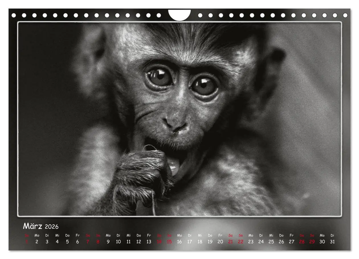 Bild: 9783457807460 | Tieren ins Gesicht geschaut (Wandkalender 2026 DIN A4 quer),...