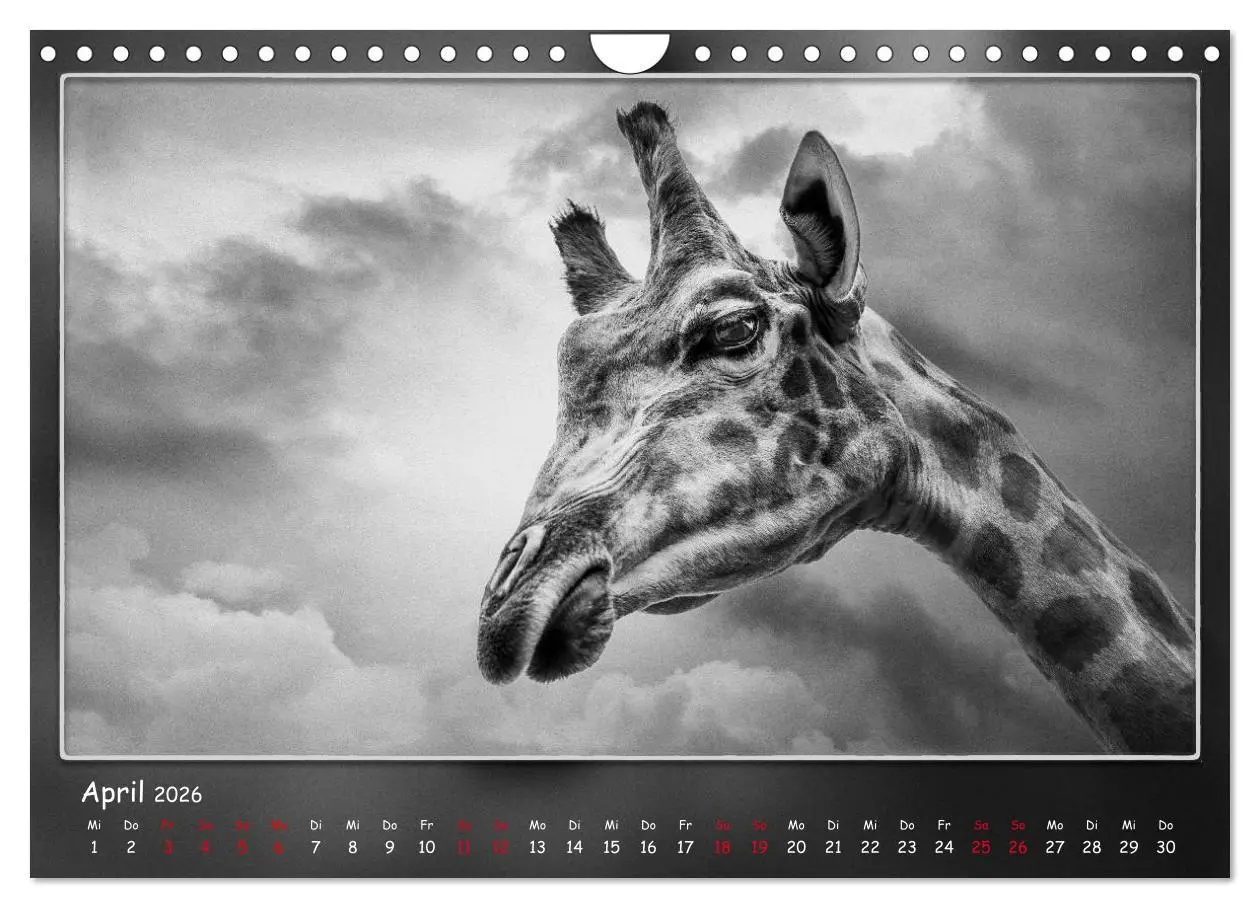 Bild: 9783457807460 | Tieren ins Gesicht geschaut (Wandkalender 2026 DIN A4 quer),...