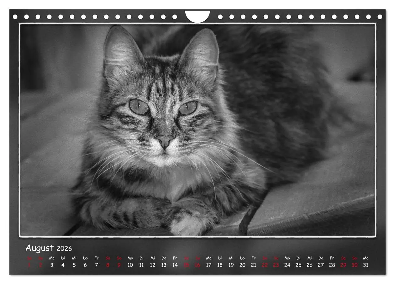 Bild: 9783457807460 | Tieren ins Gesicht geschaut (Wandkalender 2026 DIN A4 quer),...