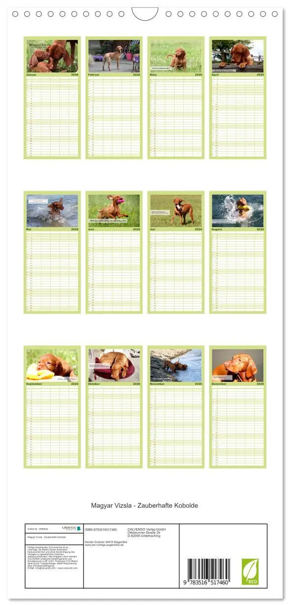 Bild: 9783516517460 | Familienplaner 2026 - Magyar Vizsla - Zauberhafte Kobolde mit 5...