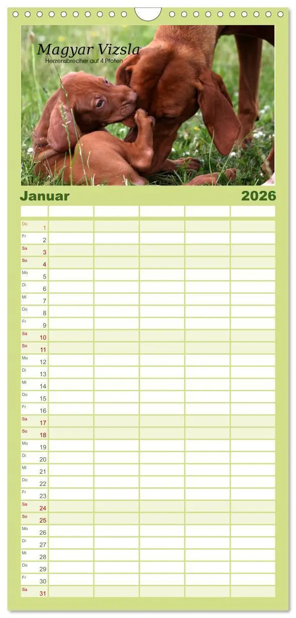 Bild: 9783516517460 | Familienplaner 2026 - Magyar Vizsla - Zauberhafte Kobolde mit 5...