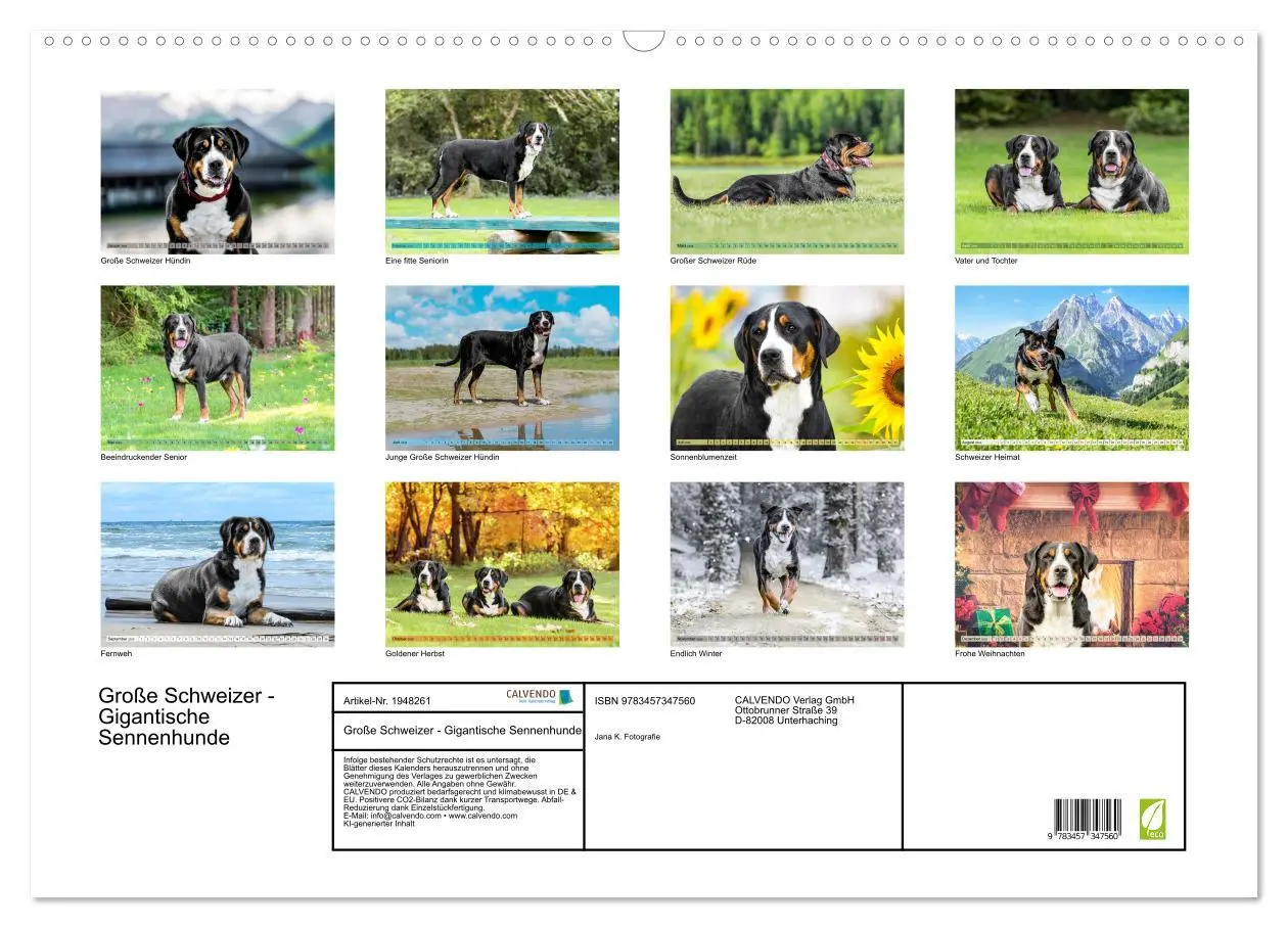 Bild: 9783457347560 | Große Schweizer - Gigantische Sennenhunde (Wandkalender 2026 DIN A2...