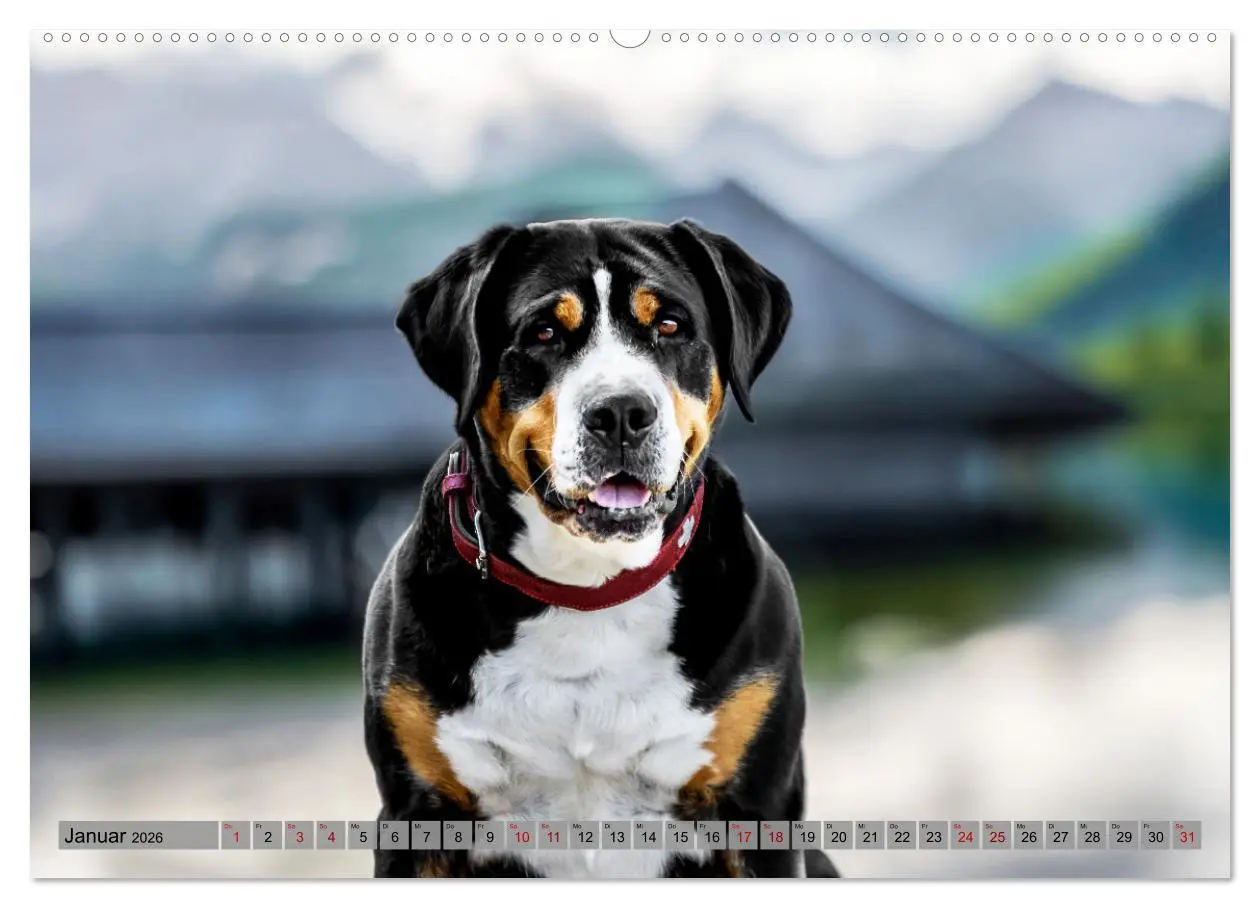Bild: 9783457347560 | Große Schweizer - Gigantische Sennenhunde (Wandkalender 2026 DIN A2...