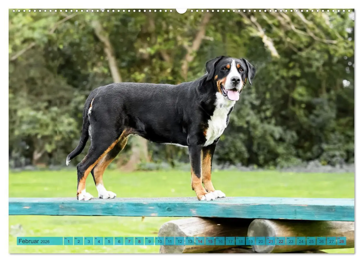 Bild: 9783457347560 | Große Schweizer - Gigantische Sennenhunde (Wandkalender 2026 DIN A2...