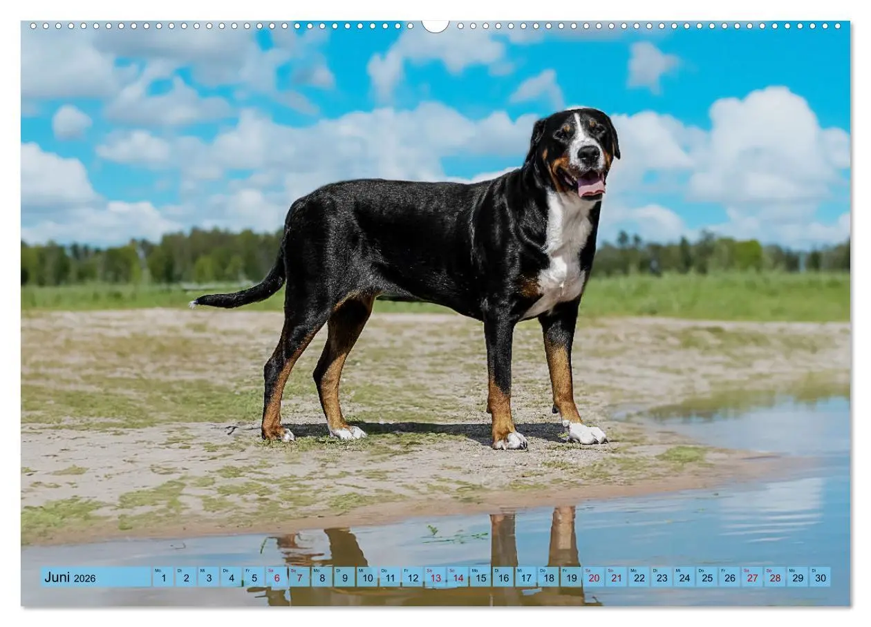 Bild: 9783457347560 | Große Schweizer - Gigantische Sennenhunde (Wandkalender 2026 DIN A2...