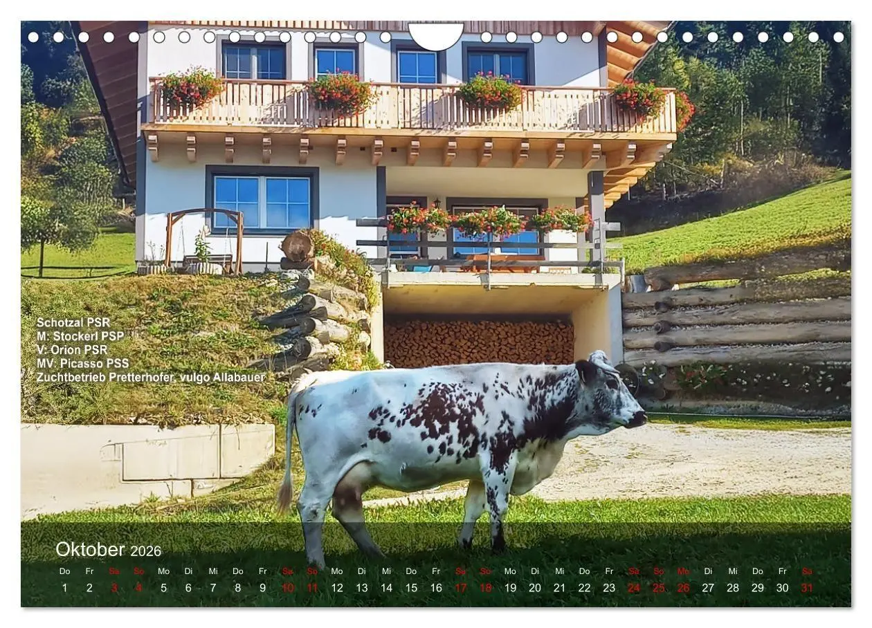 Bild: 9783516747560 | Pustertaler Sprinzen und Schecken 2026 (Wandkalender 2026 DIN A4...