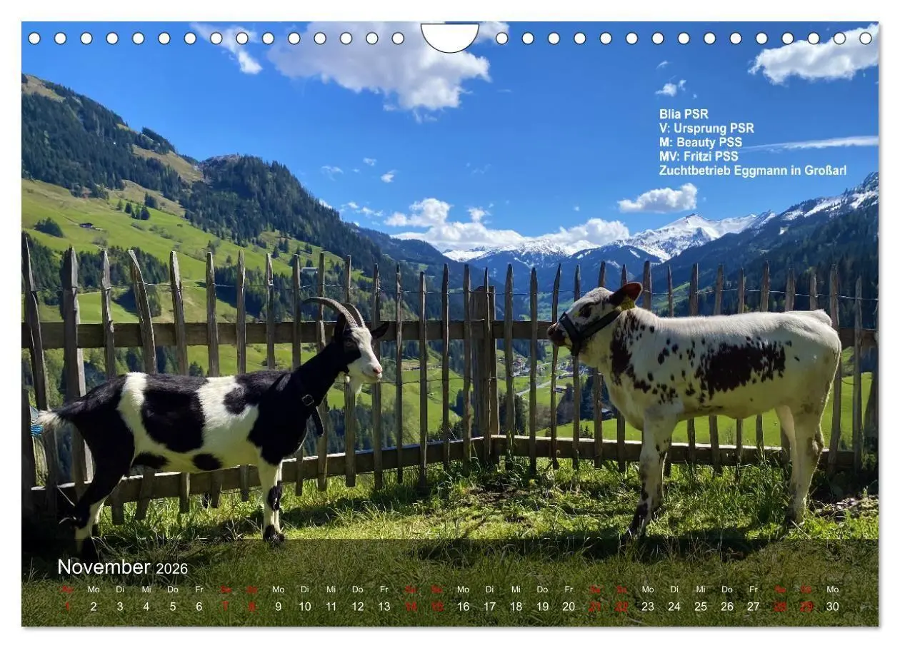 Bild: 9783516747560 | Pustertaler Sprinzen und Schecken 2026 (Wandkalender 2026 DIN A4...