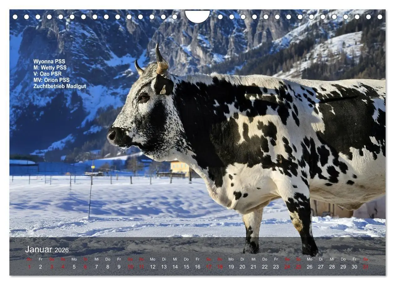 Bild: 9783516747560 | Pustertaler Sprinzen und Schecken 2026 (Wandkalender 2026 DIN A4...