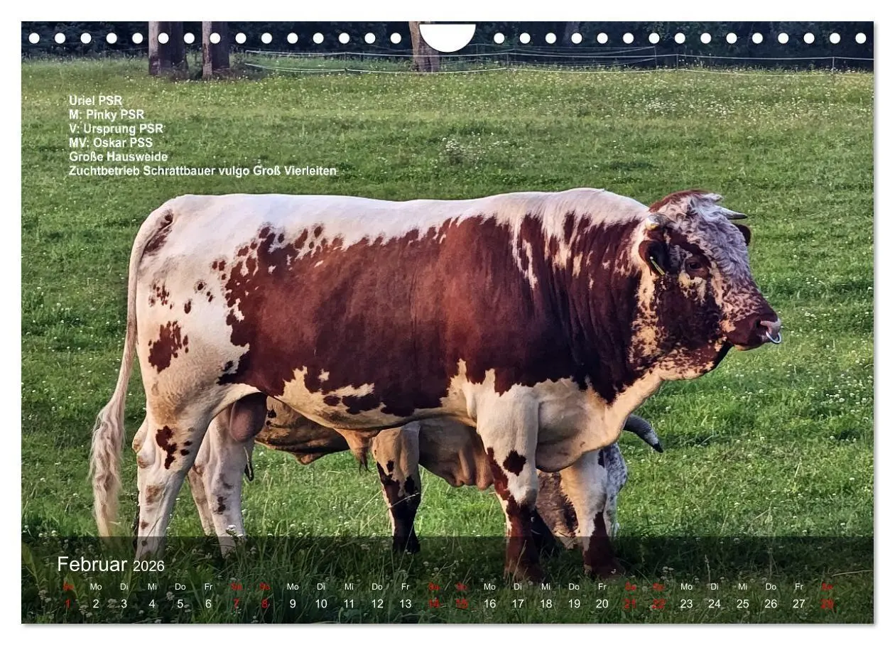 Bild: 9783516747560 | Pustertaler Sprinzen und Schecken 2026 (Wandkalender 2026 DIN A4...