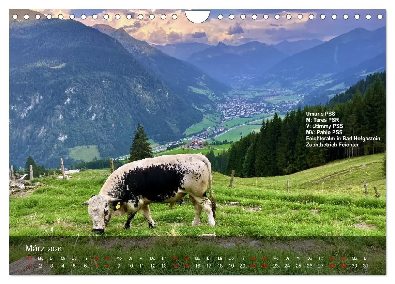 Bild: 9783516747560 | Pustertaler Sprinzen und Schecken 2026 (Wandkalender 2026 DIN A4...