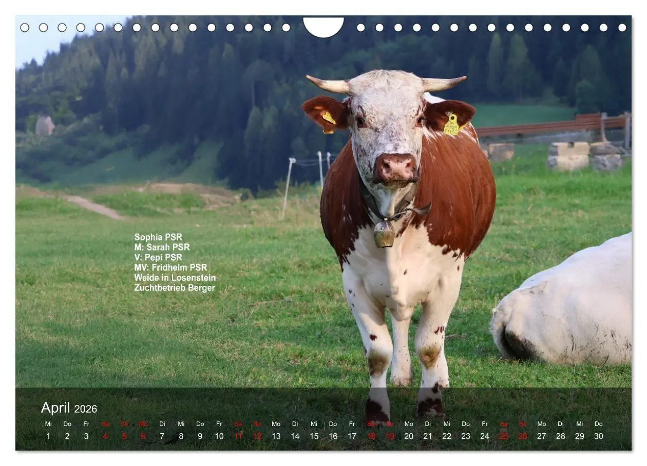 Bild: 9783516747560 | Pustertaler Sprinzen und Schecken 2026 (Wandkalender 2026 DIN A4...