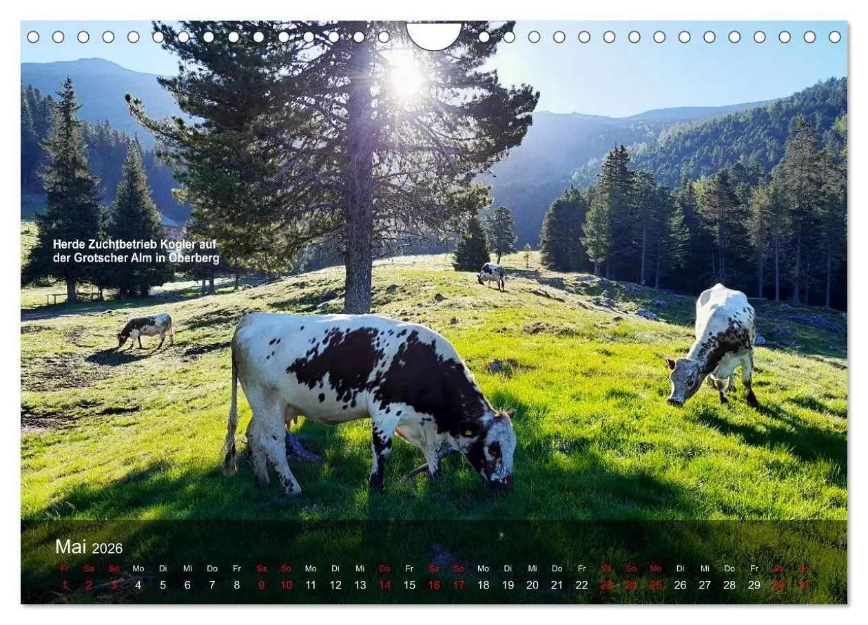 Bild: 9783516747560 | Pustertaler Sprinzen und Schecken 2026 (Wandkalender 2026 DIN A4...