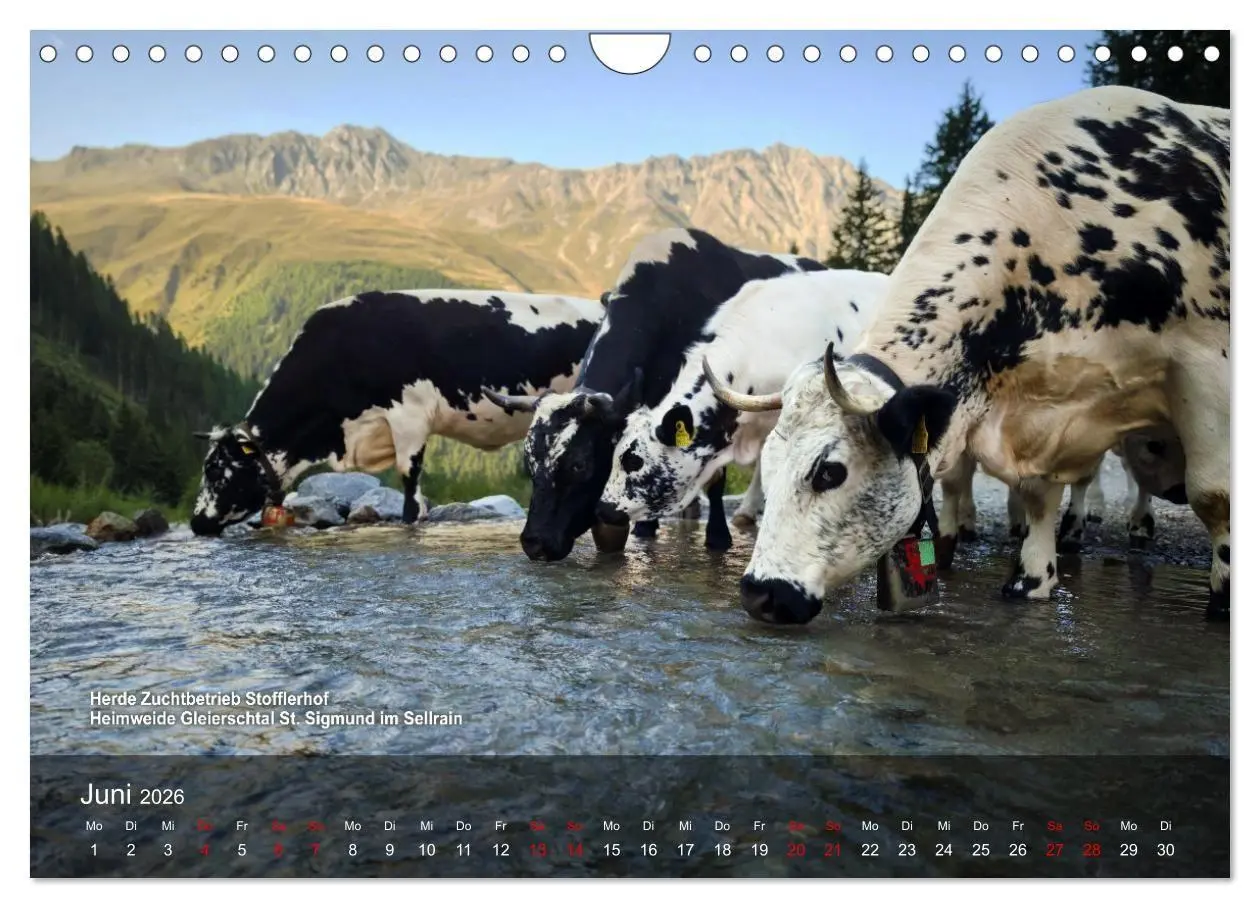 Bild: 9783516747560 | Pustertaler Sprinzen und Schecken 2026 (Wandkalender 2026 DIN A4...