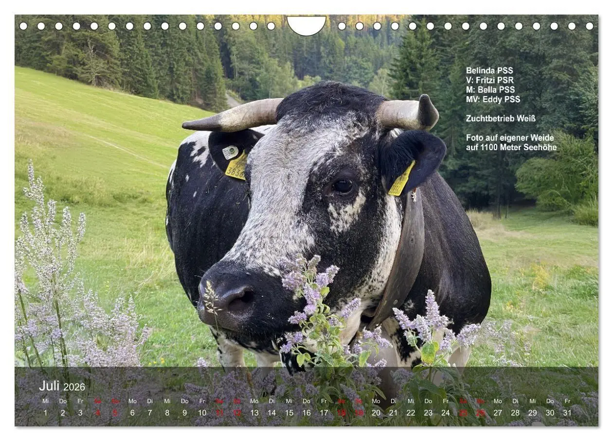 Bild: 9783516747560 | Pustertaler Sprinzen und Schecken 2026 (Wandkalender 2026 DIN A4...