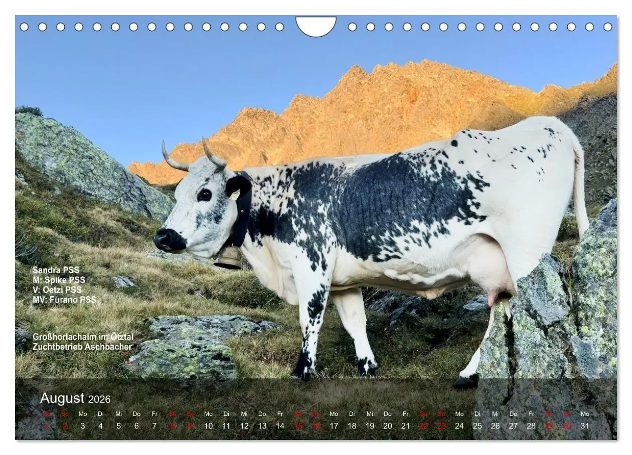 Bild: 9783516747560 | Pustertaler Sprinzen und Schecken 2026 (Wandkalender 2026 DIN A4...