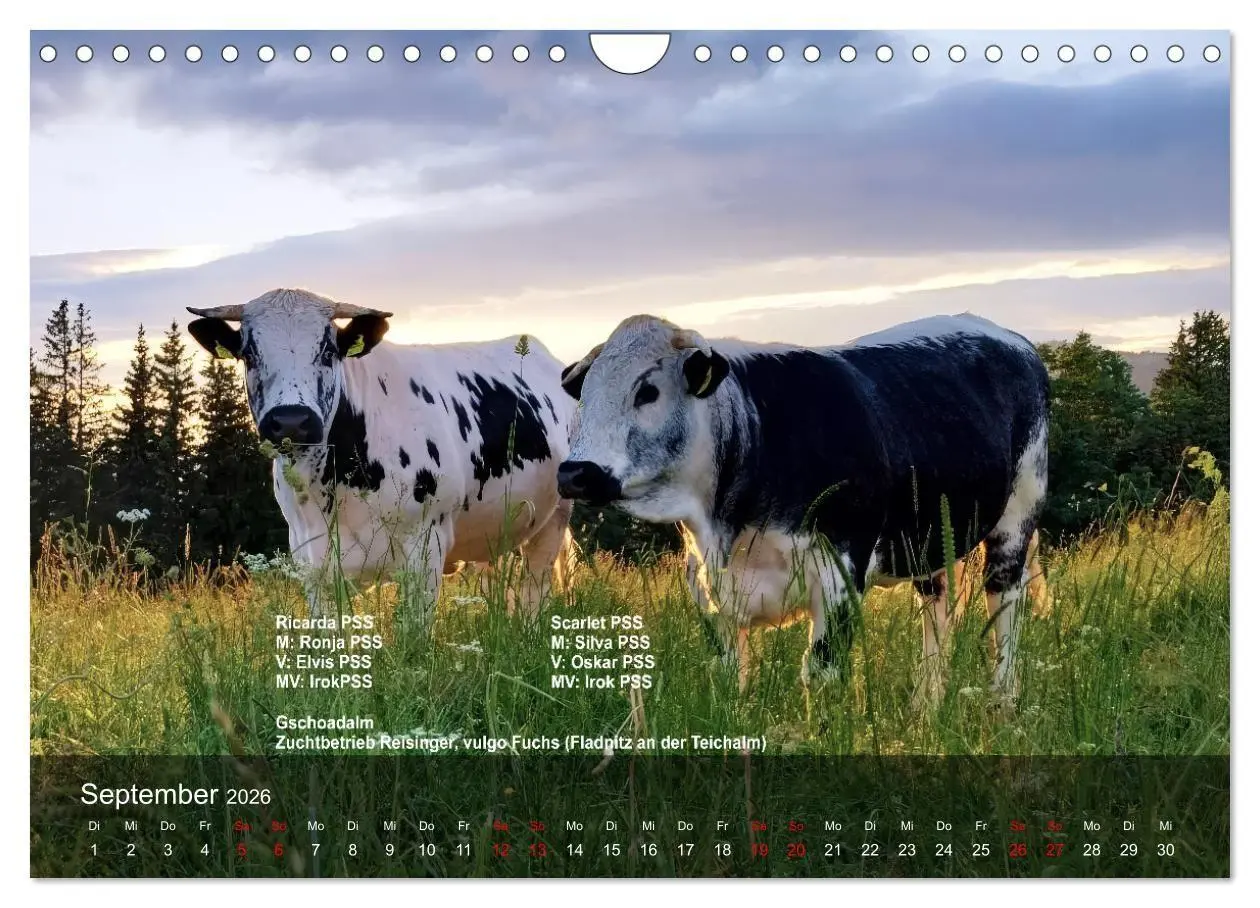 Bild: 9783516747560 | Pustertaler Sprinzen und Schecken 2026 (Wandkalender 2026 DIN A4...