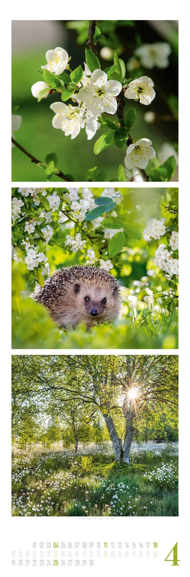 Bild: 9783838427560 | Nature Triplet-Kalender 2027 | Ackermann Kunstverlag GmbH | Kalender