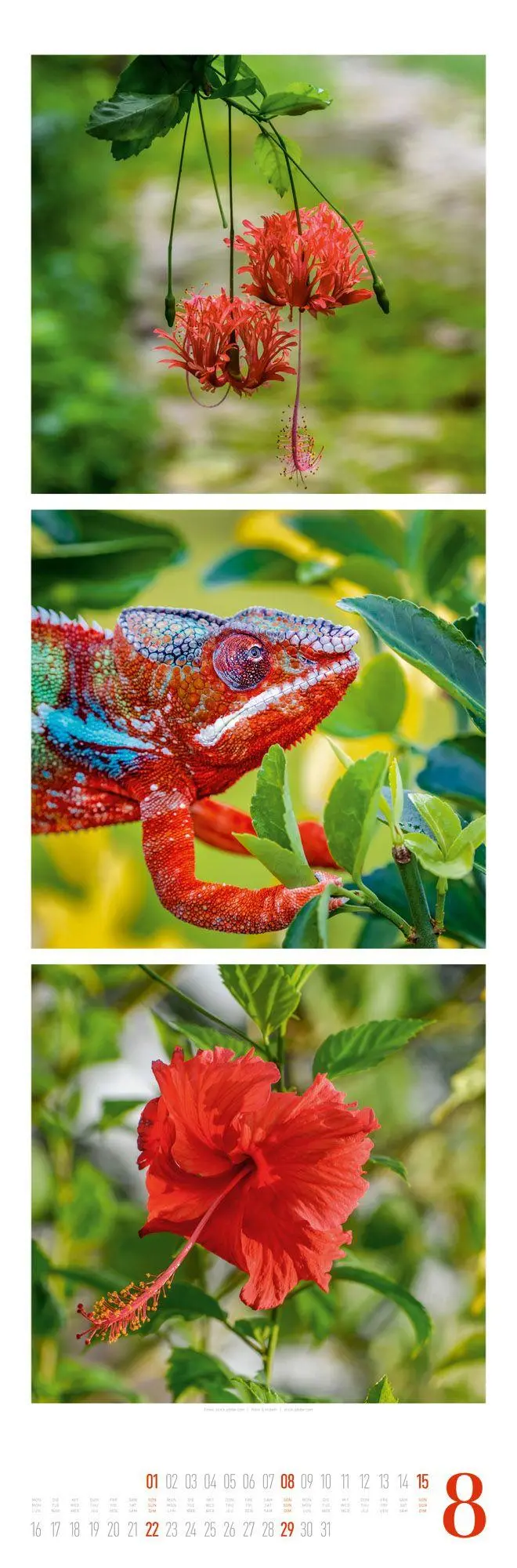 Bild: 9783838427560 | Nature Triplet-Kalender 2027 | Ackermann Kunstverlag GmbH | Kalender