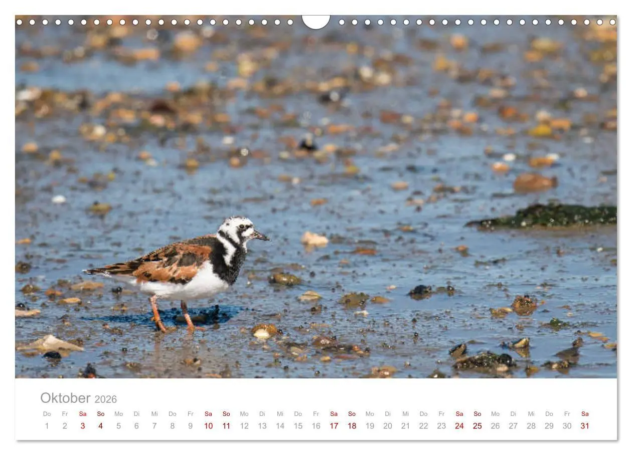 Bild: 9783457647660 | Limikolen - Watvögel an Nord- und Ostseeküste (Wandkalender 2026...