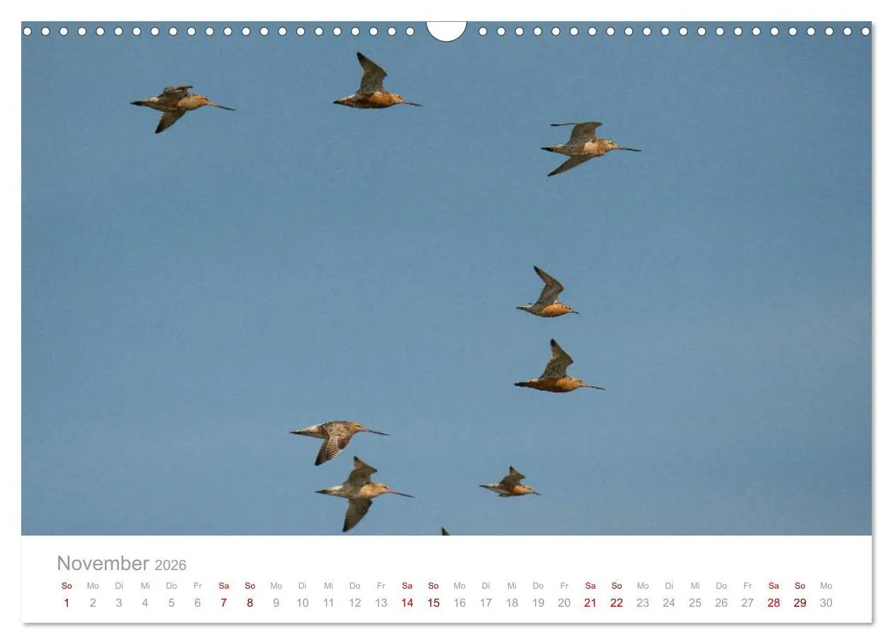 Bild: 9783457647660 | Limikolen - Watvögel an Nord- und Ostseeküste (Wandkalender 2026...