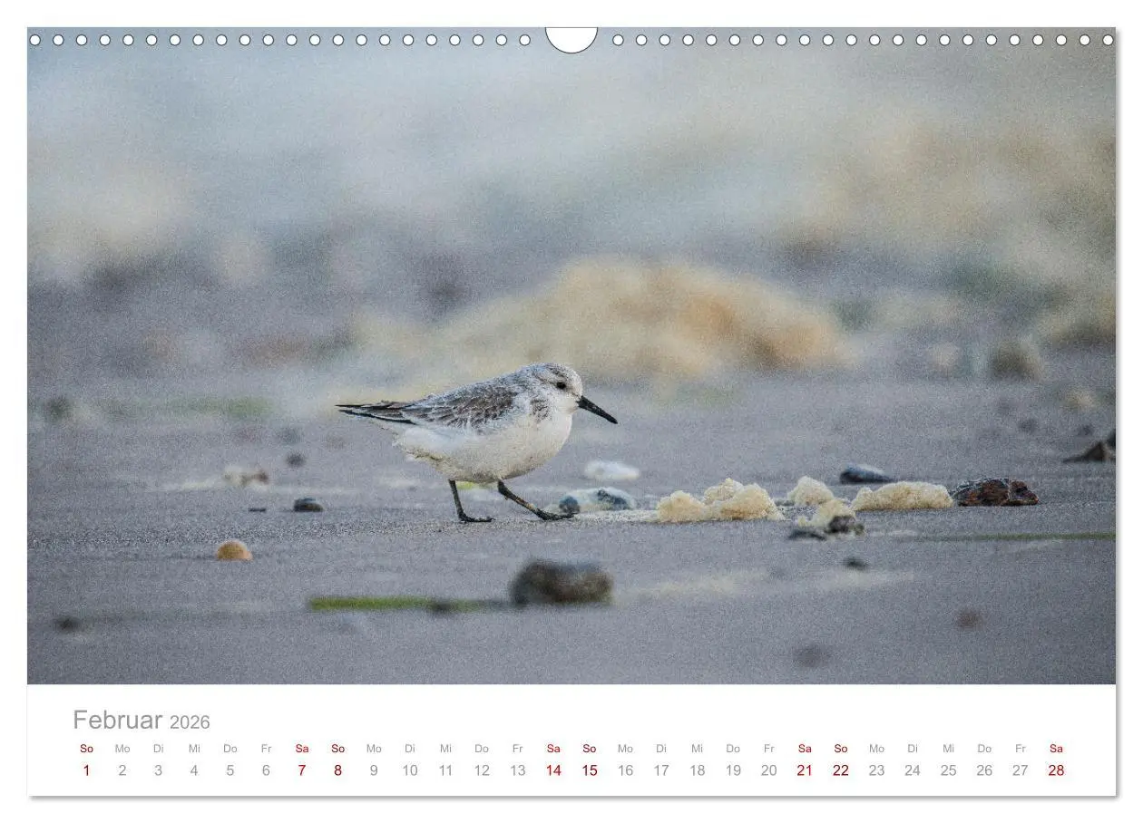 Bild: 9783457647660 | Limikolen - Watvögel an Nord- und Ostseeküste (Wandkalender 2026...