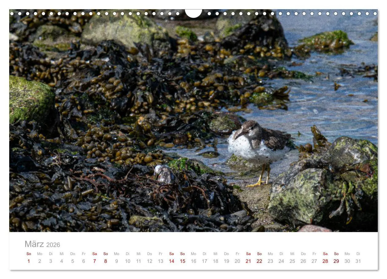 Bild: 9783457647660 | Limikolen - Watvögel an Nord- und Ostseeküste (Wandkalender 2026...