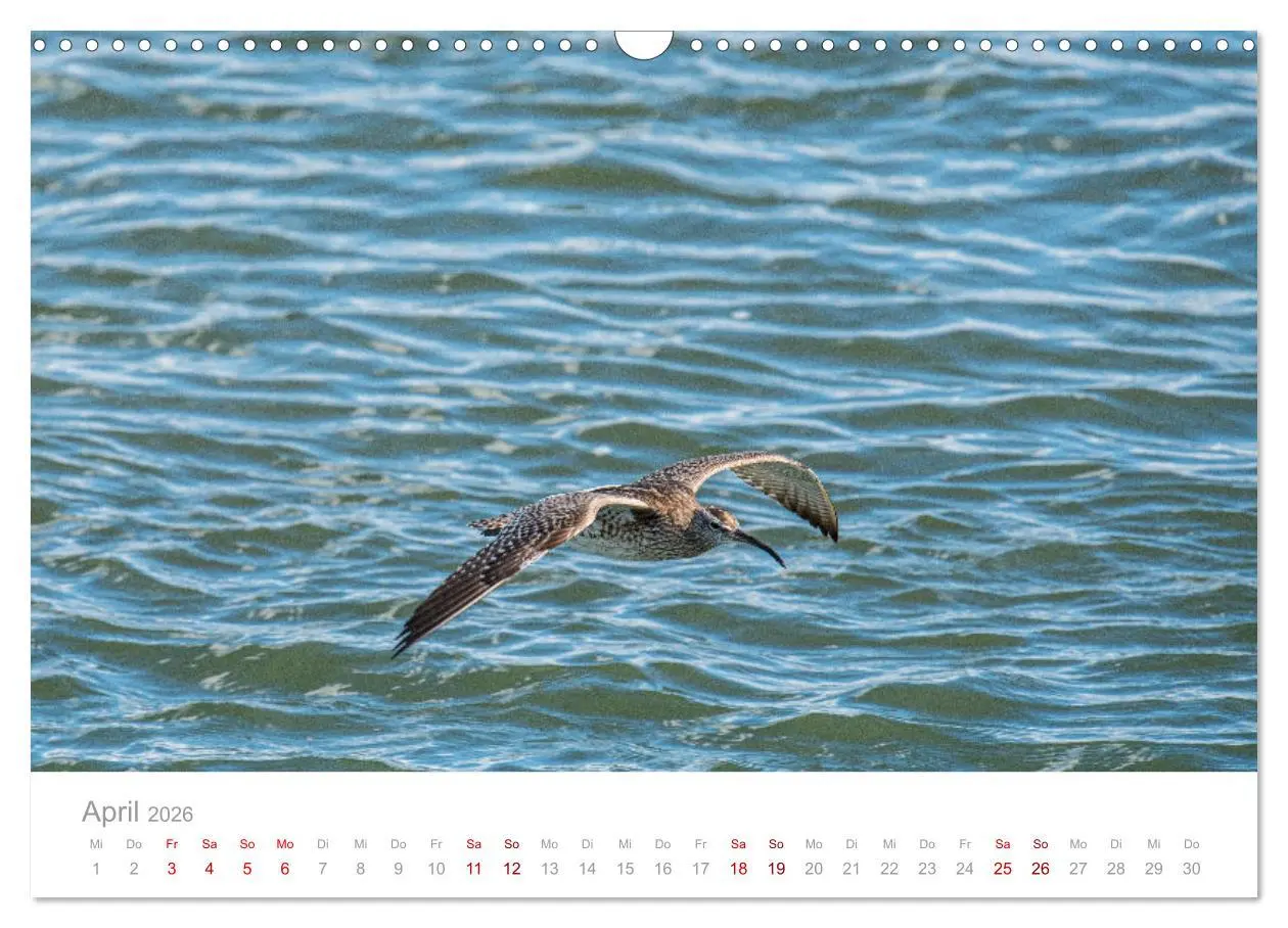 Bild: 9783457647660 | Limikolen - Watvögel an Nord- und Ostseeküste (Wandkalender 2026...