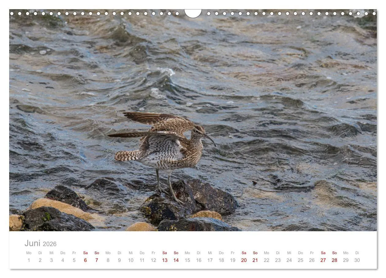 Bild: 9783457647660 | Limikolen - Watvögel an Nord- und Ostseeküste (Wandkalender 2026...