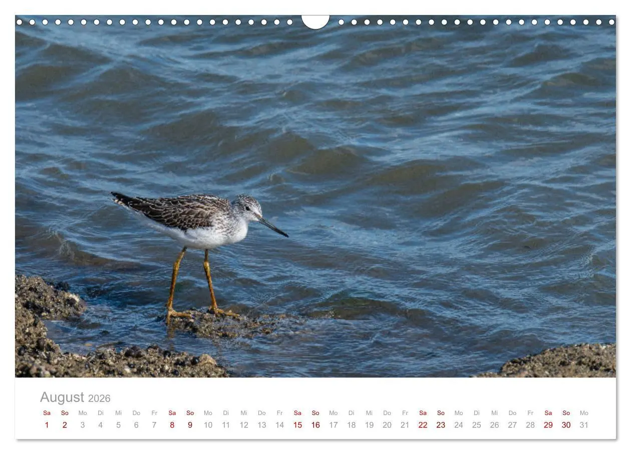 Bild: 9783457647660 | Limikolen - Watvögel an Nord- und Ostseeküste (Wandkalender 2026...