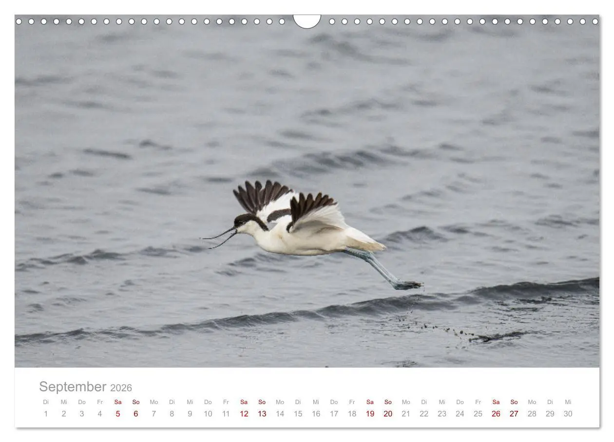 Bild: 9783457647660 | Limikolen - Watvögel an Nord- und Ostseeküste (Wandkalender 2026...