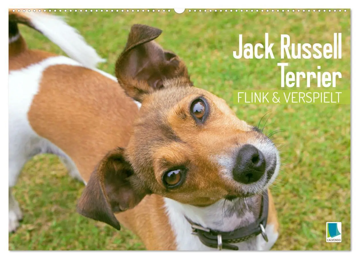 Cover: 9783516597660 | Jack Russell Terrier: flink und verspielt (Wandkalender 2026 DIN A2...