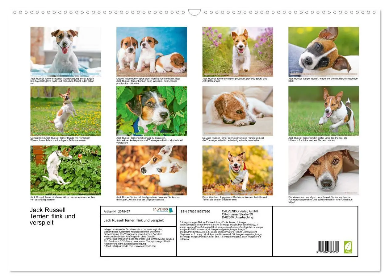 Bild: 9783516597660 | Jack Russell Terrier: flink und verspielt (Wandkalender 2026 DIN A2...