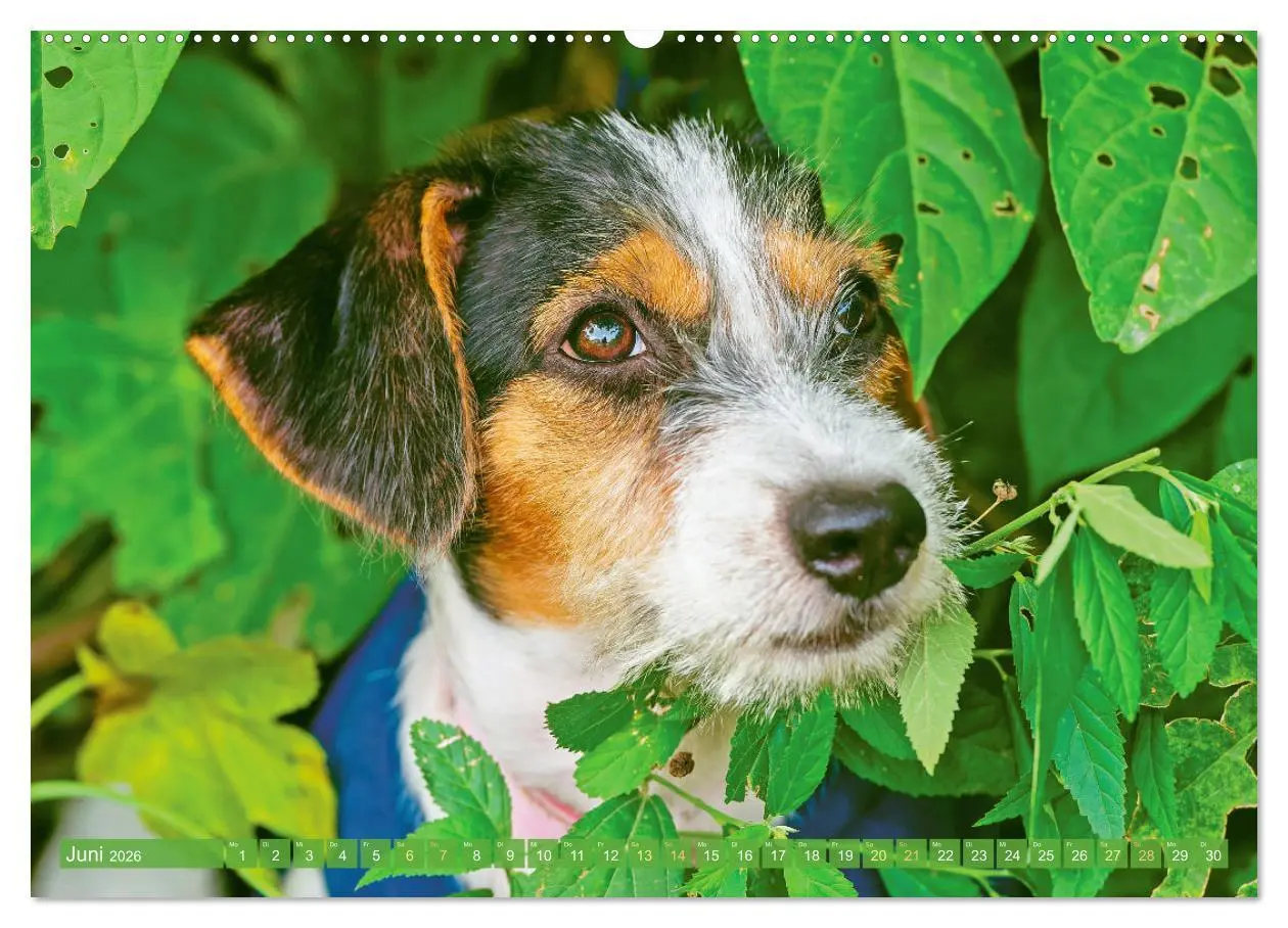 Bild: 9783516597660 | Jack Russell Terrier: flink und verspielt (Wandkalender 2026 DIN A2...