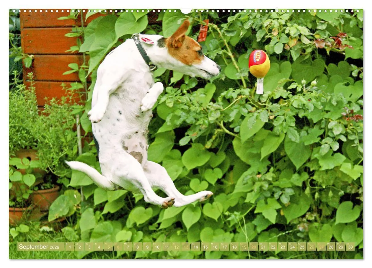 Bild: 9783516597660 | Jack Russell Terrier: flink und verspielt (Wandkalender 2026 DIN A2...