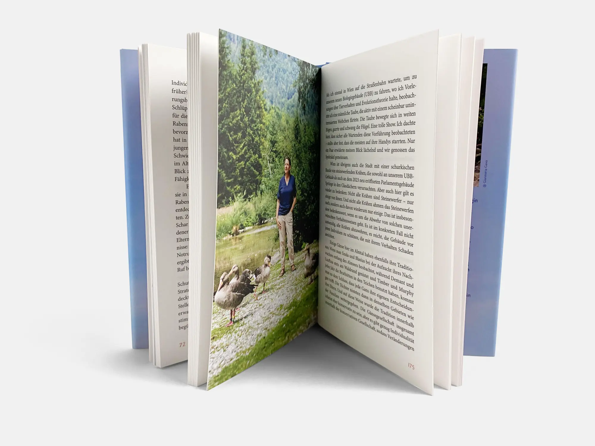 Bild: 9783710607660 | Die erstaunliche Welt der Graugänse | Sonia Kleindorfer | Buch | 2024