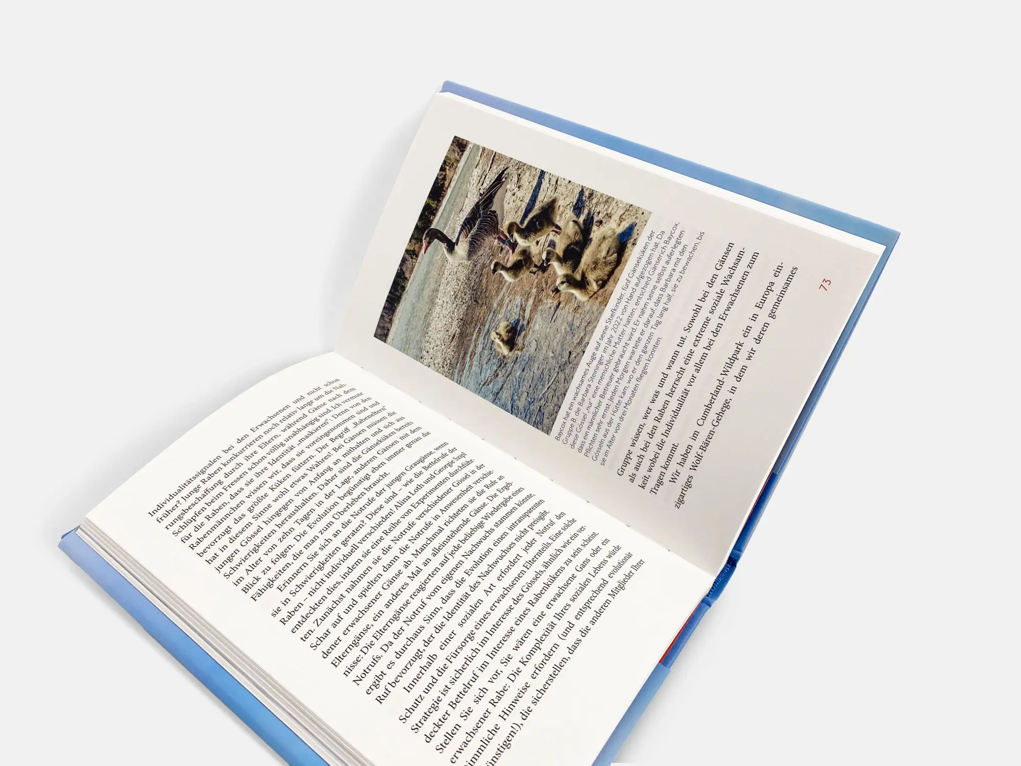 Bild: 9783710607660 | Die erstaunliche Welt der Graugänse | Sonia Kleindorfer | Buch | 2024