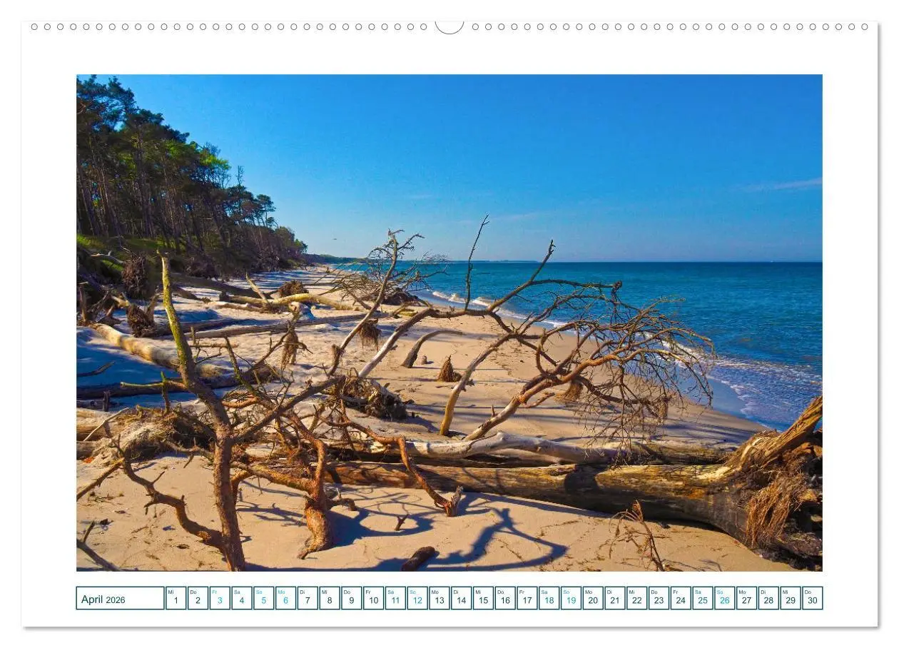 Bild: 9783457307960 | Der Weststrand am Darß (Wandkalender 2026 DIN A2 quer), CALVENDO...
