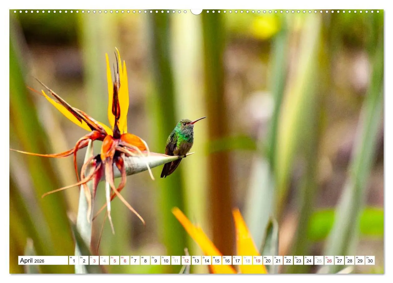 Bild: 9783457298060 | Costa Rica (Wandkalender 2026 DIN A2 quer), CALVENDO Monatskalender