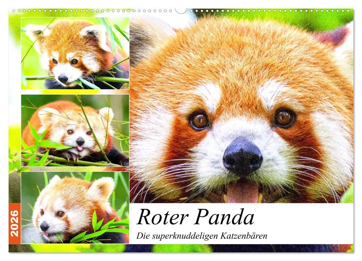 Cover: 9783457748060 | Roter Panda. Die superknuddeligen Katzenbären (Wandkalender 2026...