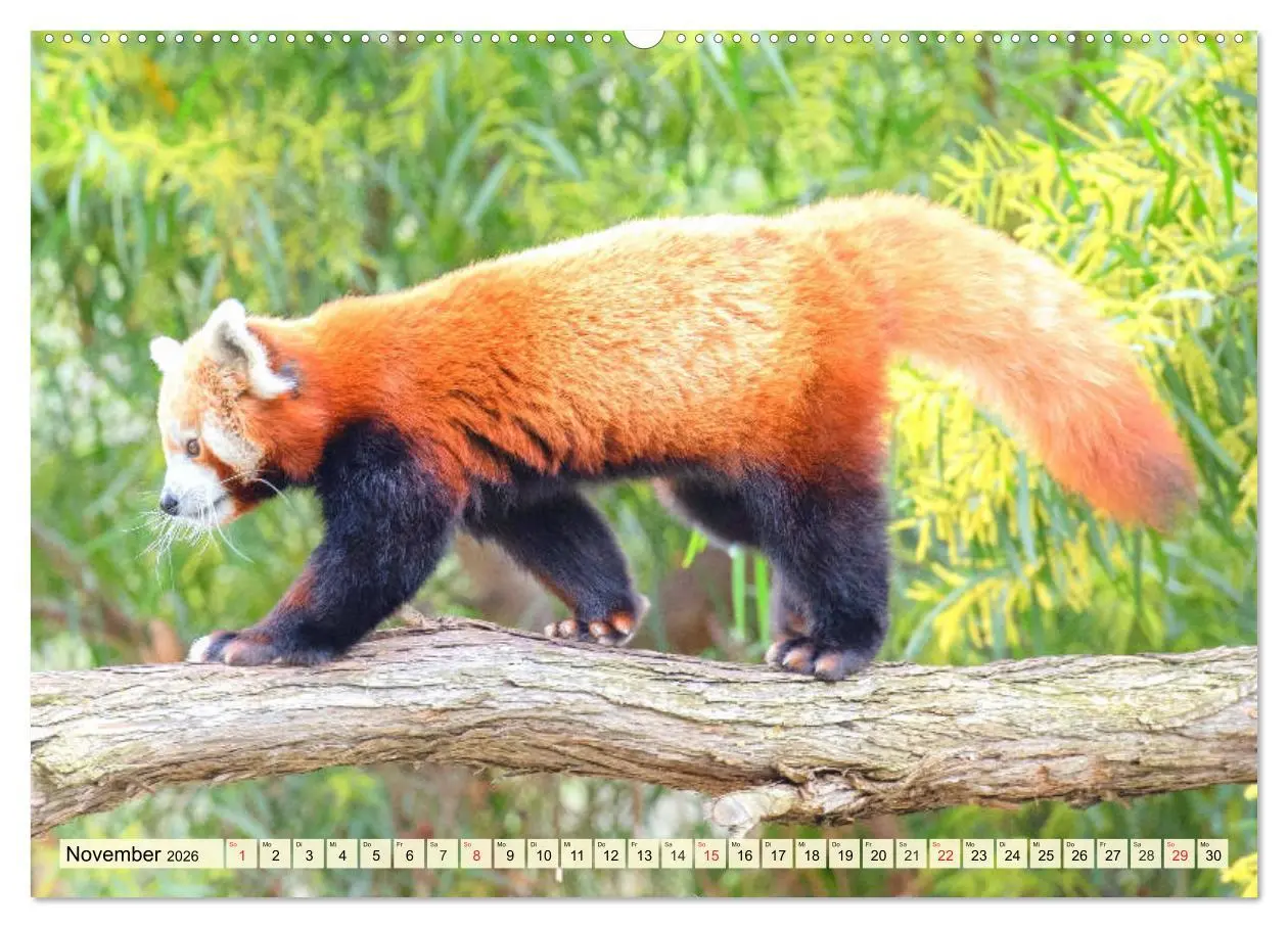 Bild: 9783457748060 | Roter Panda. Die superknuddeligen Katzenbären (Wandkalender 2026...