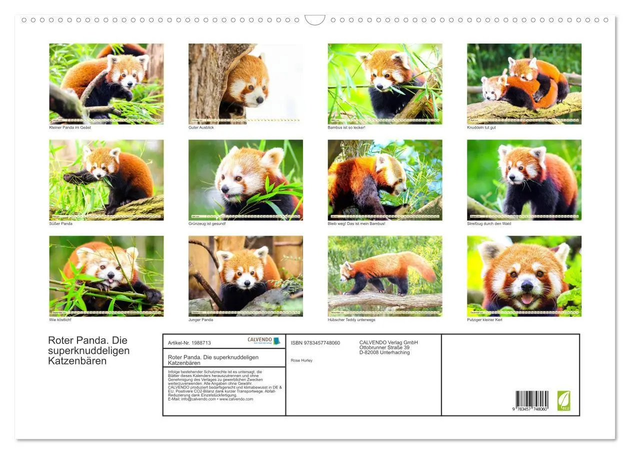 Bild: 9783457748060 | Roter Panda. Die superknuddeligen Katzenbären (Wandkalender 2026...