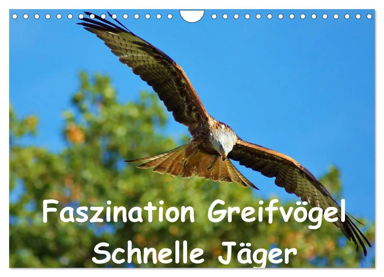 Cover: 9783516148060 | Faszination Greifvögel Schnelle Jäger (Wandkalender 2026 DIN A4...