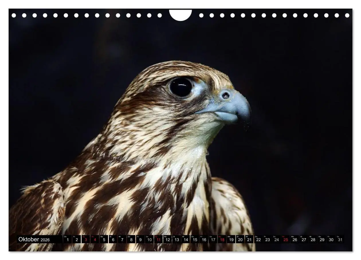 Bild: 9783516148060 | Faszination Greifvögel Schnelle Jäger (Wandkalender 2026 DIN A4...