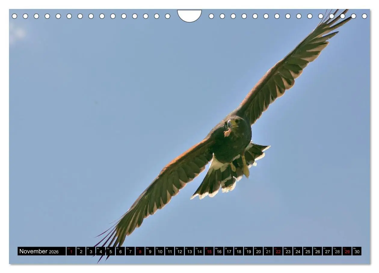 Bild: 9783516148060 | Faszination Greifvögel Schnelle Jäger (Wandkalender 2026 DIN A4...