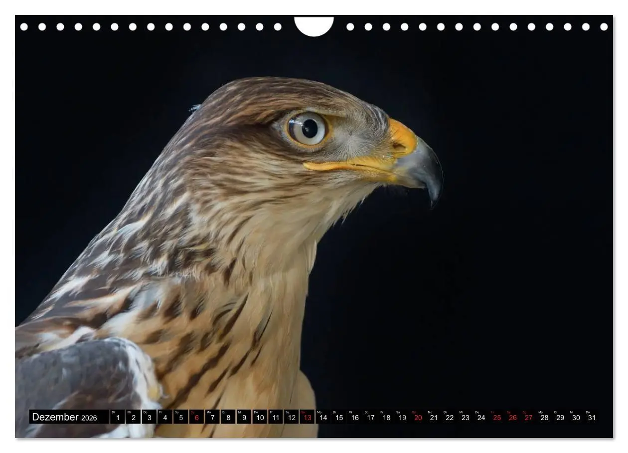 Bild: 9783516148060 | Faszination Greifvögel Schnelle Jäger (Wandkalender 2026 DIN A4...
