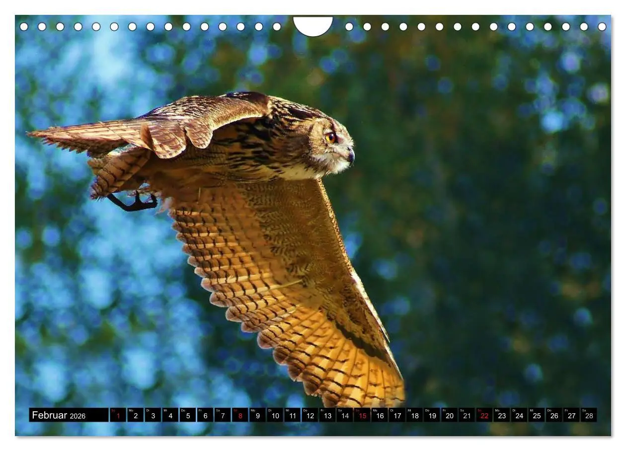 Bild: 9783516148060 | Faszination Greifvögel Schnelle Jäger (Wandkalender 2026 DIN A4...
