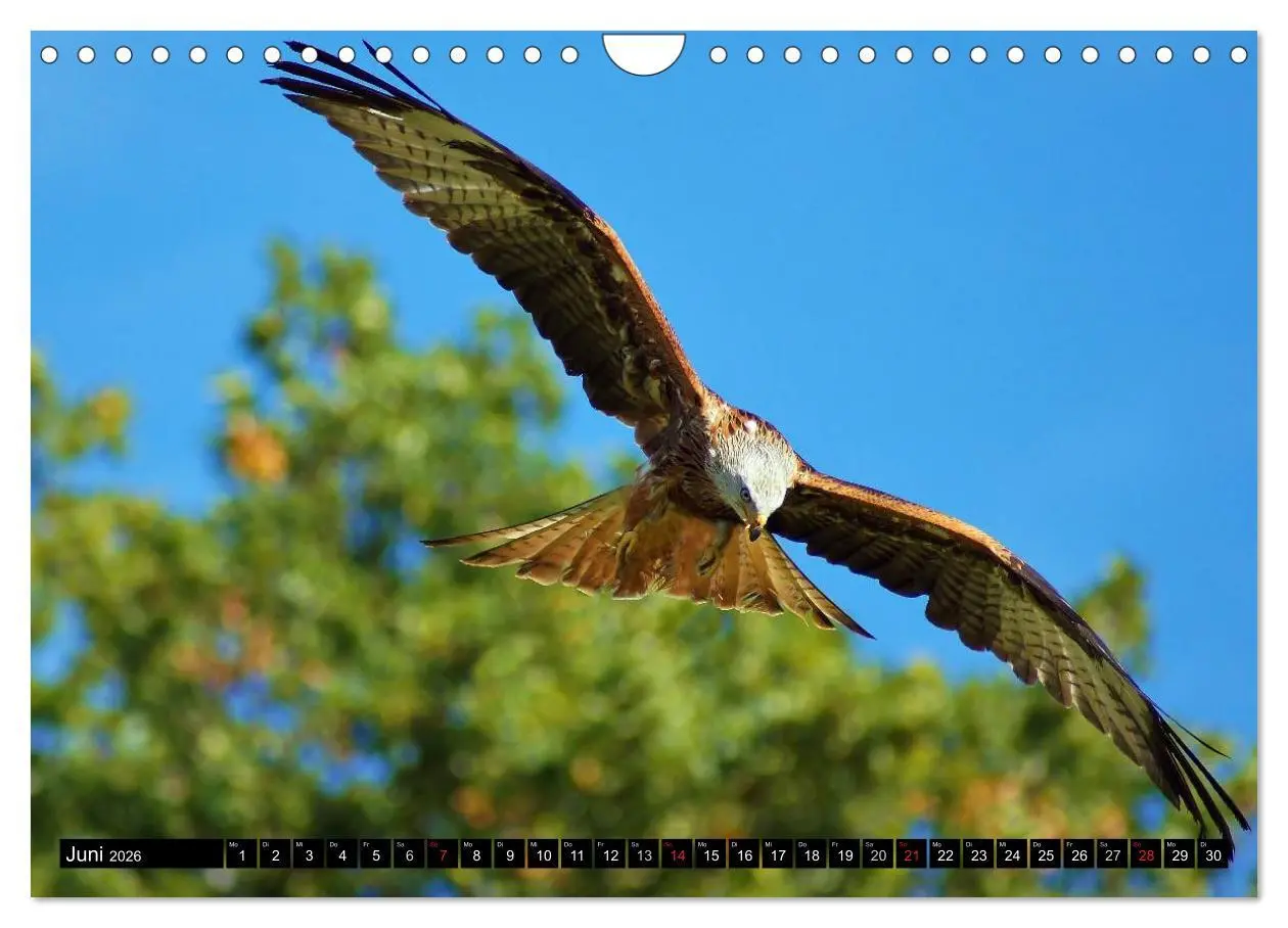 Bild: 9783516148060 | Faszination Greifvögel Schnelle Jäger (Wandkalender 2026 DIN A4...